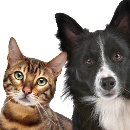 Team Page: Wags and Whiskers